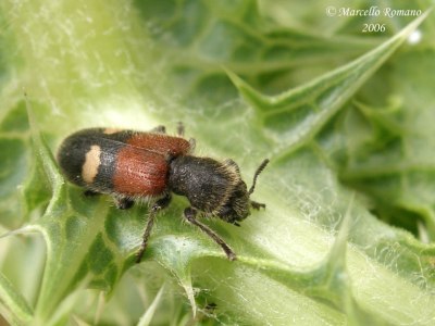 COLEOTTERI NEL FORUM - Famiglia Cleridae